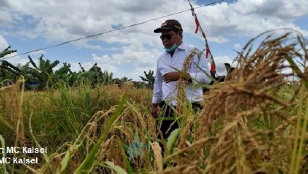 Musim Kemarau Berkepanjangan, Kalsel Waspadai Kekeringan di Sektor Pertanian